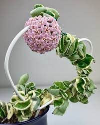 Hoya Carnosa Compacta Variegata