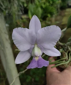 Cattleya Walkeriana Coerulea 'A15 do Caliman'