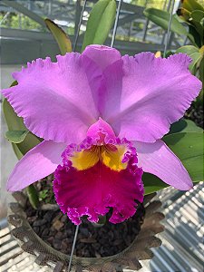 Rlc. Pamela Finney "Calf"