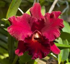 BLC Rugeley´s Mill Mendenhall
