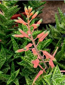Aloe juvenna - Aloe Tigre