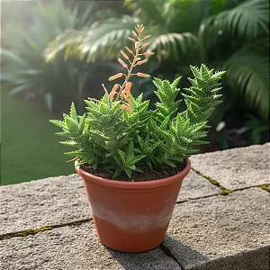 Aloe juvenna - Aloe Tigre