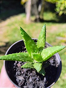 Aloe juvenna - Aloe Tigre