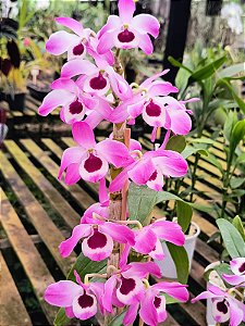 Dendrobium Nobile Rosa