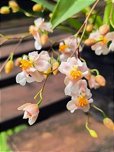 Oncidium Twinkle 'Rose'