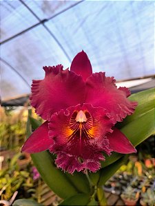 BLC Chia Lin 'New City'
