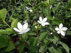Jasmim Neve - Wrightia antidysenterica