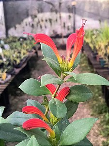 Columeia Dragão - Columnea gloriosa