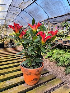 Columeia Dragão - Columnea gloriosa