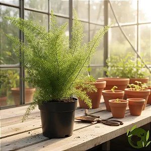 Aspargo Real / Asparagus Densiflorus (Muda Maior)