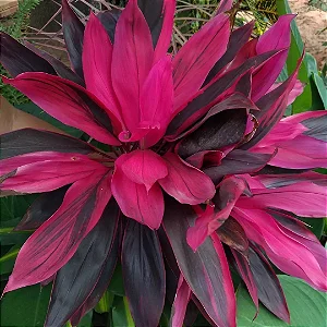 Dracena Vermelha - Cordyline terminalis PROMOÇÃO