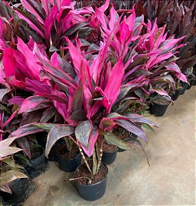 Dracena Vermelha - Cordyline terminalis PROMOÇÃO