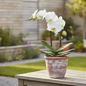 Orquídea Phalaenosis Branca
