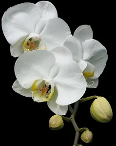 Phalaenosis Branca