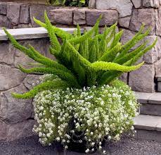 Aspargo Real / Asparagus Densiflorus (Muda com 30 CM)