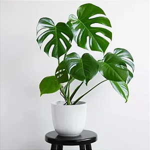 Costela de Adão - Monstera Deliciosa - Muda Menor