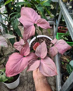Singônio 'Pink Perfection' - Syngonium podophyllum 'Pink Perfection'