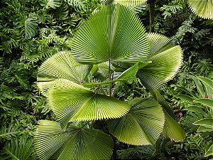 Palmeira Licuala - Licuala grandis