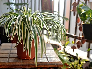 Clorofito Sombra - Chorophytum comosum
