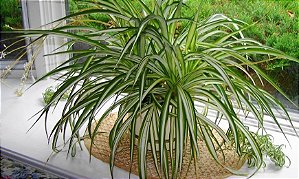 Clorofito de Sol - Chlorophytum comosum