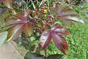 Pinhão-Roxo - Jatropha gossypiifolia
