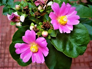Ora Pro-Nobis Rosa - Pereskia grandifolia
