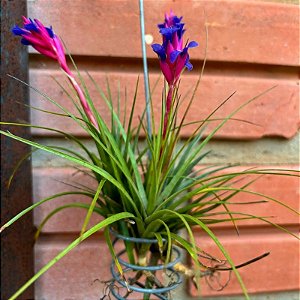 Bromélia Tillandsia aeranthos