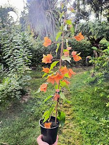 Primavera Laranja