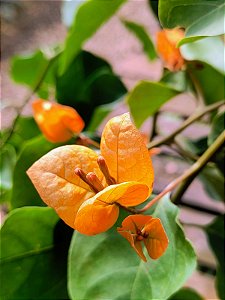 Primavera Laranja