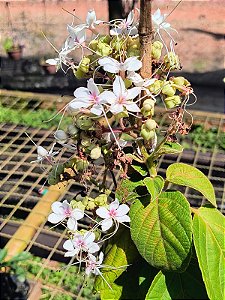Trepadeira Borboleteira Branca - Clerodendrum thomsoniae