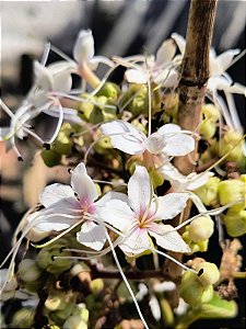 Trepadeira Borboleteira Branca - Clerodendrum thomsoniae
