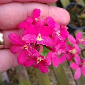 Epidendrum Rosa (Muda Menor)