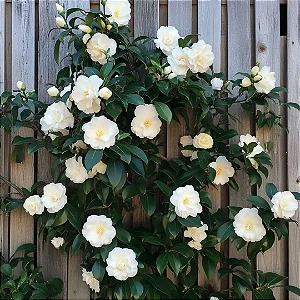 Camélia Branca - Camellia japonica