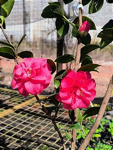 Camélia Vermelha - Camellia japonica