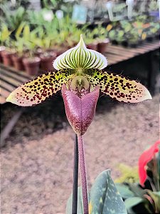Orquídea Paphiopedilum sukhakulii (Sapatinho)