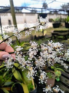 Bromélia Callisia Fragans