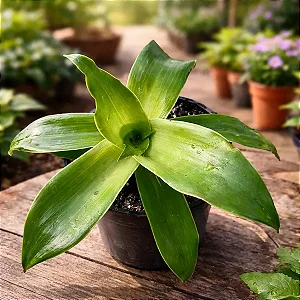 Bromélia Callisia Fragans