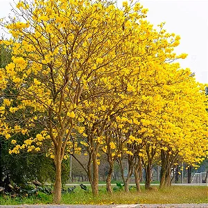 Ipê Amarelo - Handroanthus albus