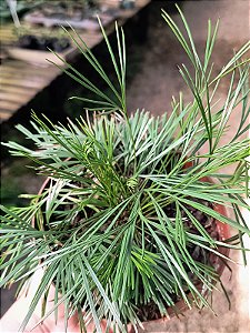 Samambaia Cílios - Actiniopteris australis