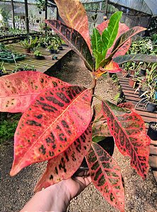 Croton 'Fernando' - Codiaeum variegatum 'Fernando'