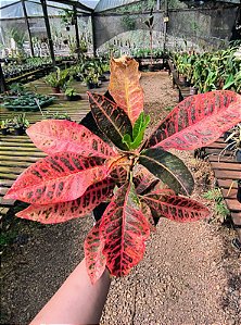Croton 'Fernando' - Codiaeum variegatum 'Fernando'