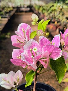 Primavera de Flores Brancas e Pink - Bougainvillea spectabilis