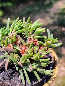 Delosperma Napiforme - MUDA FORMADA