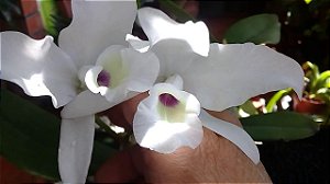 Orquídea Cattleya skinneri semi-alba - Guarianthe skinneri semi-alba