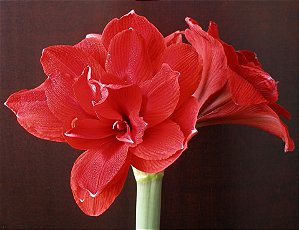 Amaryllis 'Red Bull' - Hippeastrum hybrid