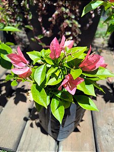 Primavera Rosa Sem Espinho