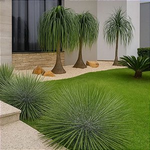 Agave Palito - Agave geminiflora