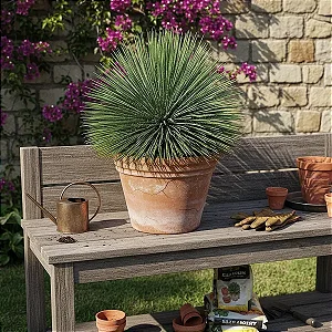 Agave Palito - Agave geminiflora