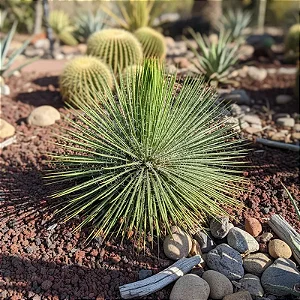 Agave Palito - Agave geminiflora