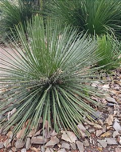 Agave Palito - Agave geminiflora